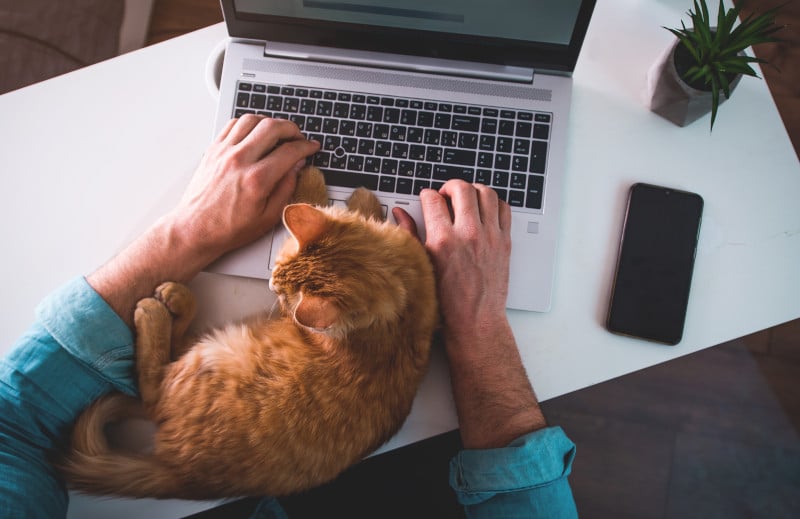 eine rote Katze liegt auf der Laptoptastatur