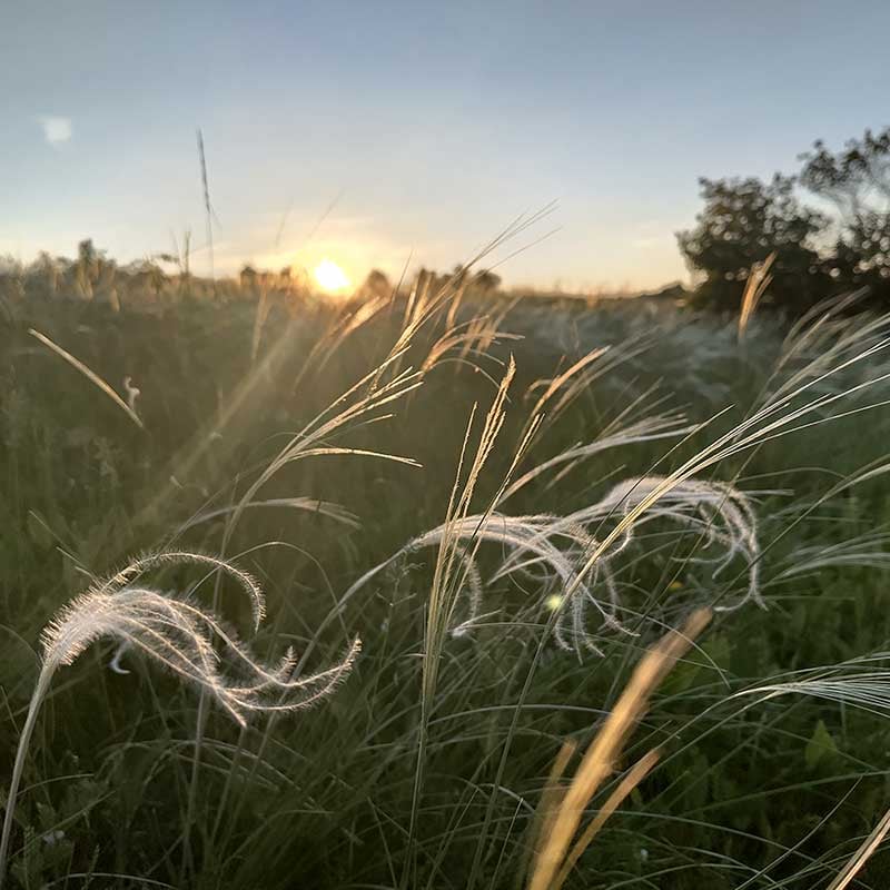 Sonnenuntergang auf einer schönen Wiese