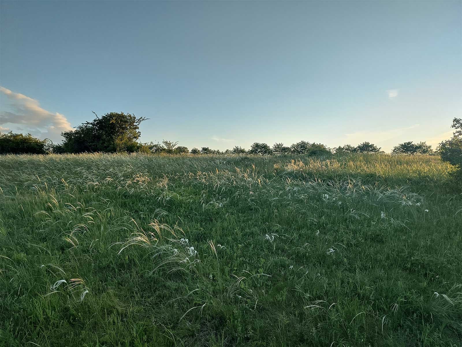 Naturfläche im Weinviertel mit Trockenrasen, offenen Sandflächen, Sträuchern und weitem Himmel