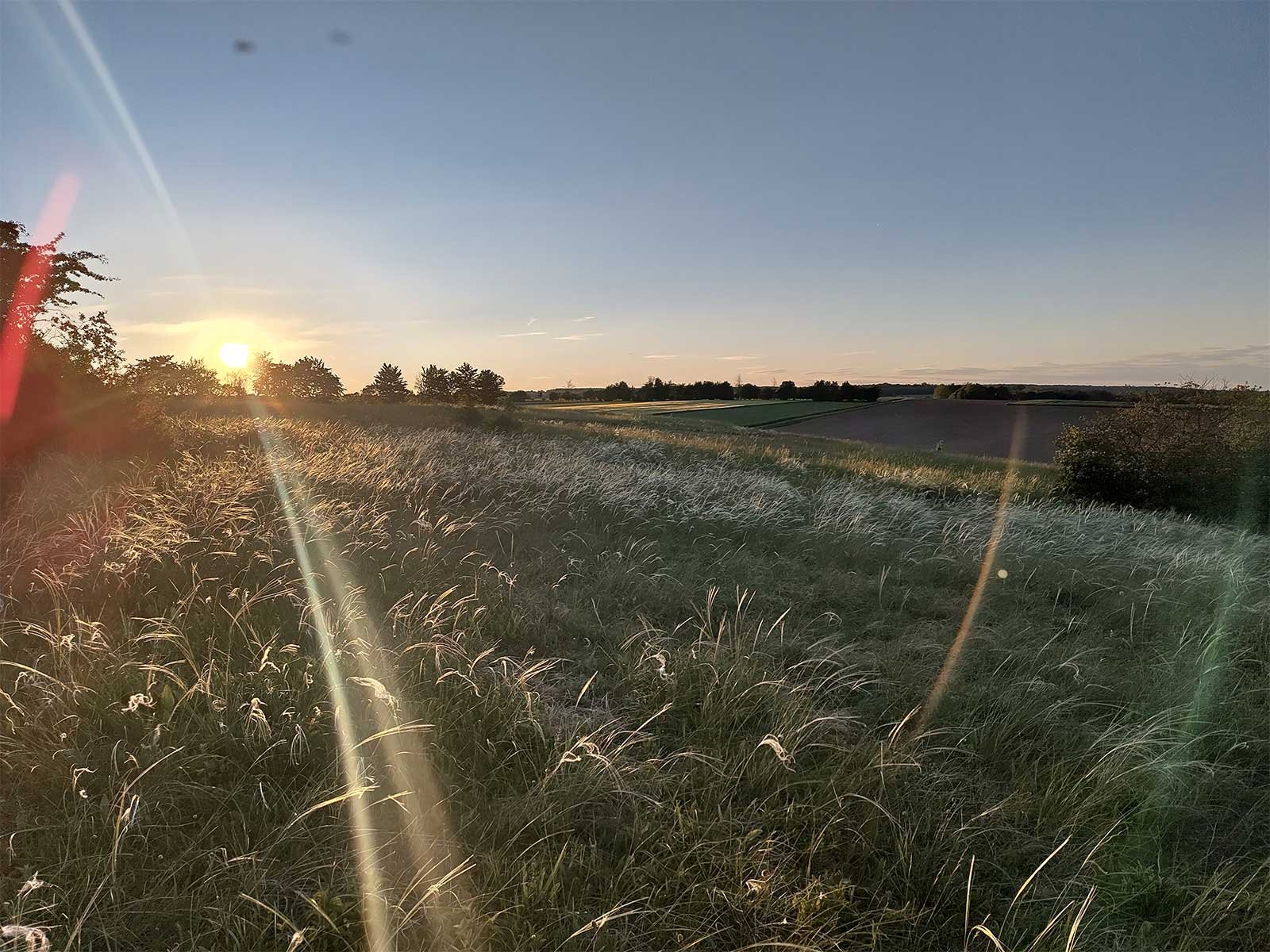 Trockenrasen im Sonnenuntergang
