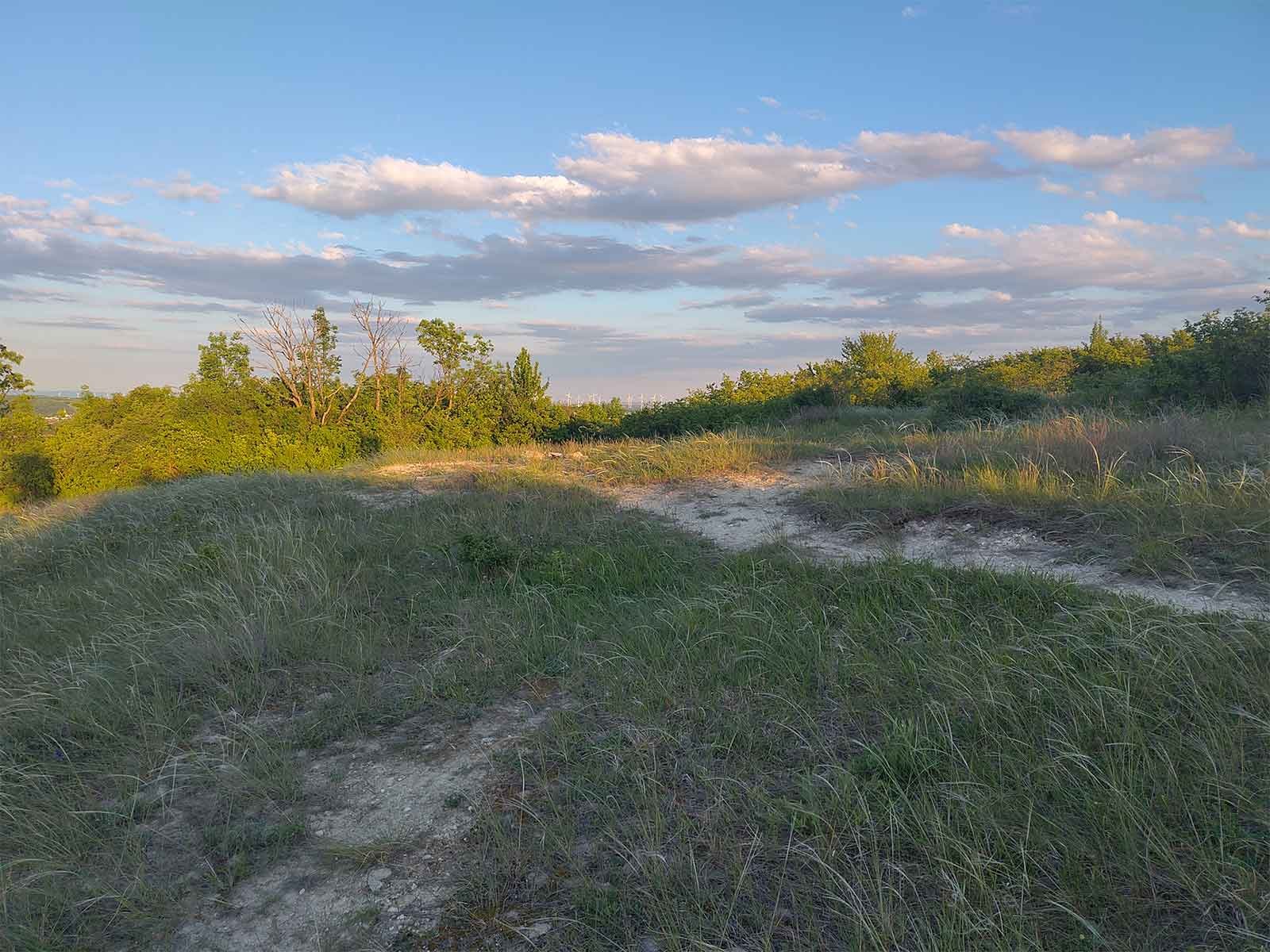 Naturfläche im Weinviertel mit Trockenrasen, offenen Sandflächen, Sträuchern und weitem Himmel.