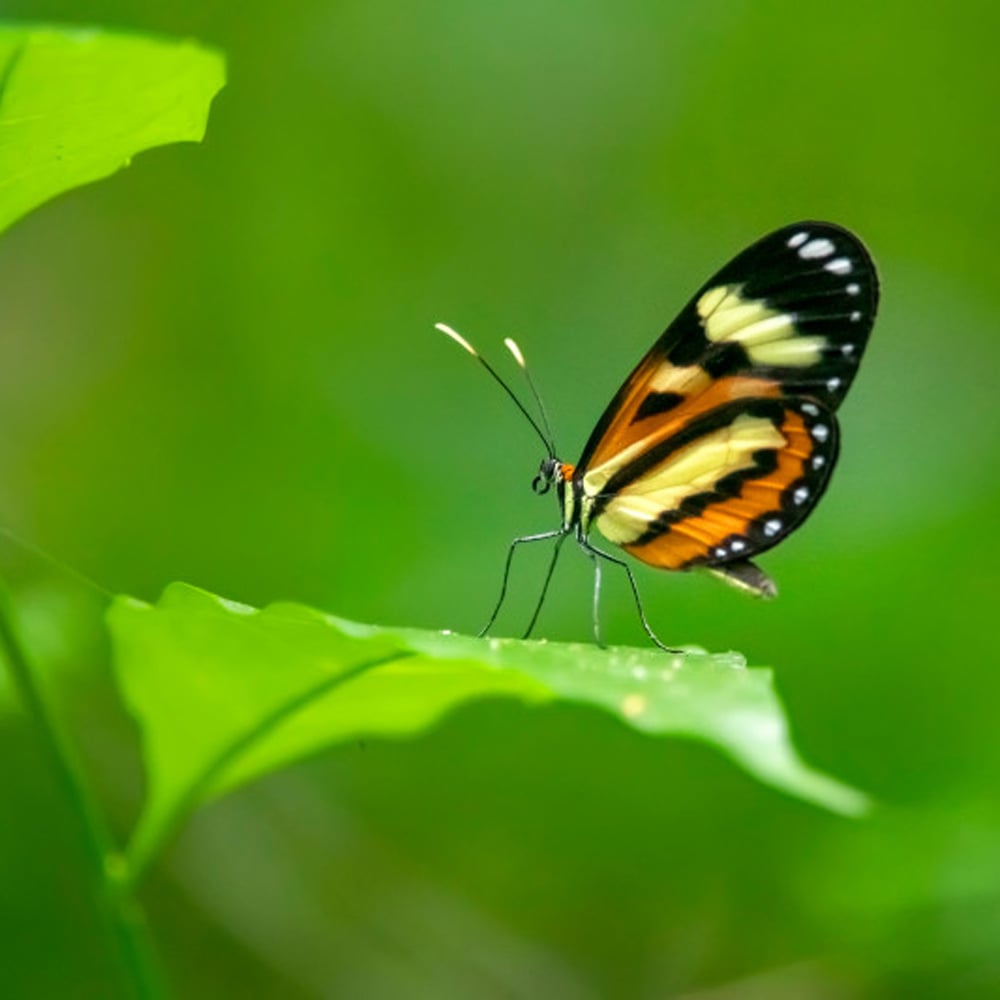 Schmetterling sitzt auf einem grünen Blatt im Zurich Forest