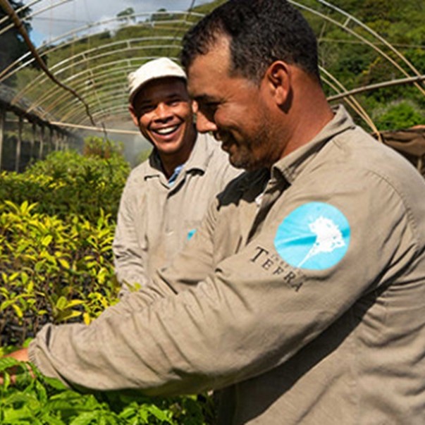 Männer pflanzen etwas an